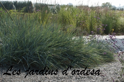 Leymus ou Elymus arenarius (blé d\